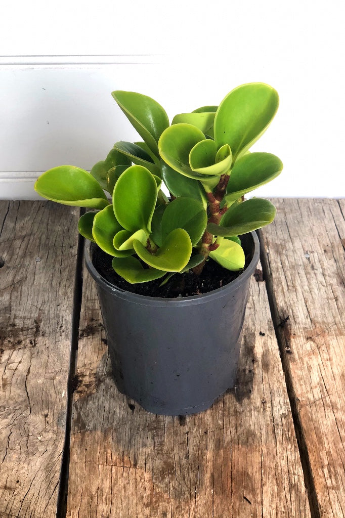 Peperomia Jade – LittleLeafCo